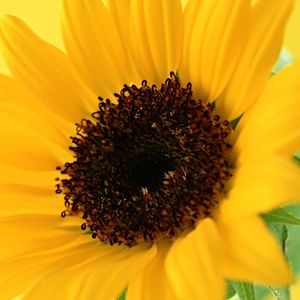 Meet your Posher, Milly